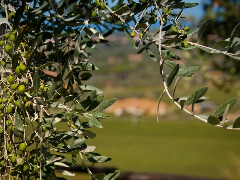 Ferienwohnungen Marina di Castagneto Carducci