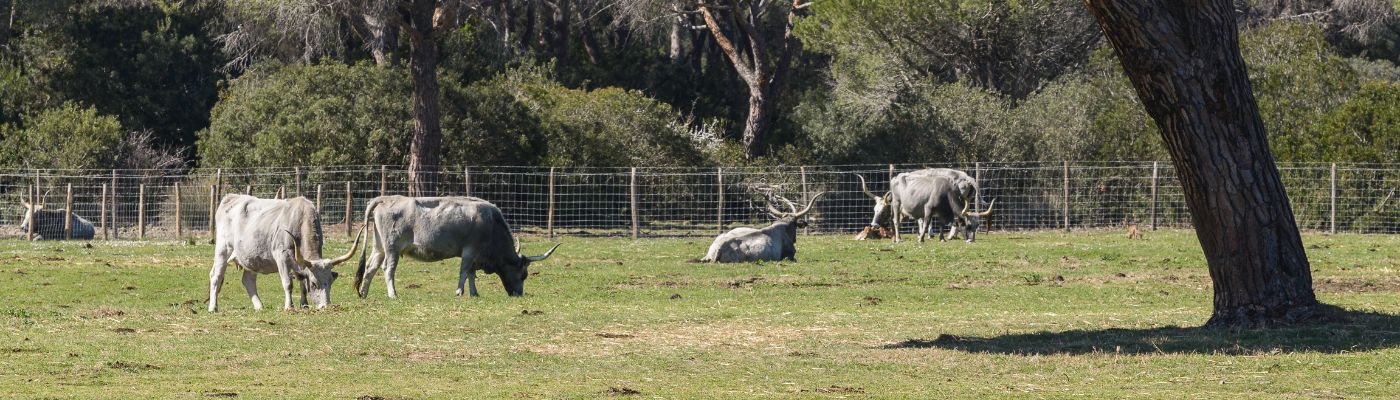 Parco Naturale della Maremma - Naturpark der maremma 