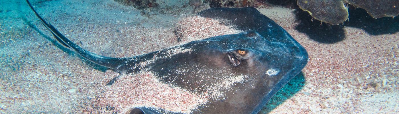Aquarium von Livorno