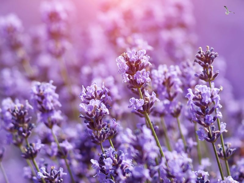 Lavendelfelder in der Toskana