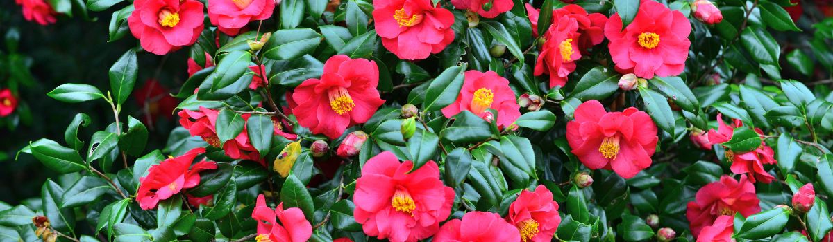 Kamelienblüte Toskana