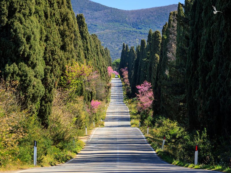 Zypressenallee bei Bolgheri